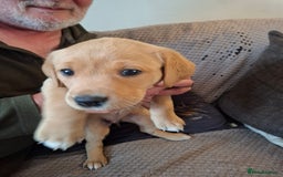 Labrador Retriever dogs for sale: Mix of fox red and yellow labrador puppies - Image 6