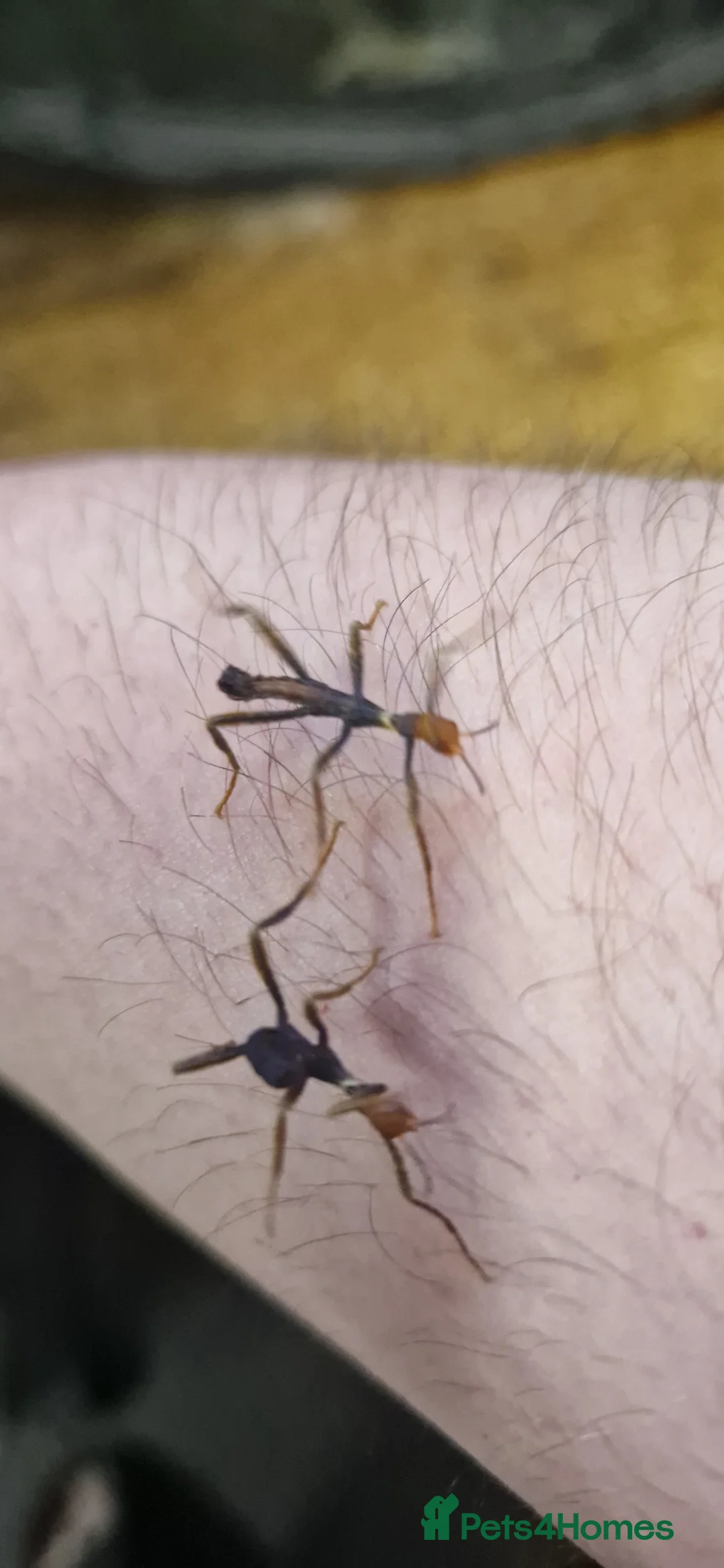 Stick Insects invertebrates for sale: Macleay stick insects  in York - Advert 3