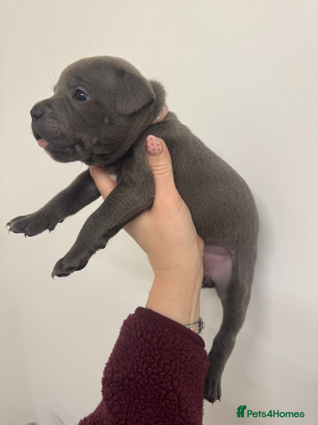 Staffordshire Bull Terrier dogs for sale:  KC Registered Staffordshire Bull Terrier Puppies - Advert 10