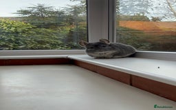 Chinchilla rodents for sale: 2 gorgeous chinchilla sisters for re homing ! - Image 2