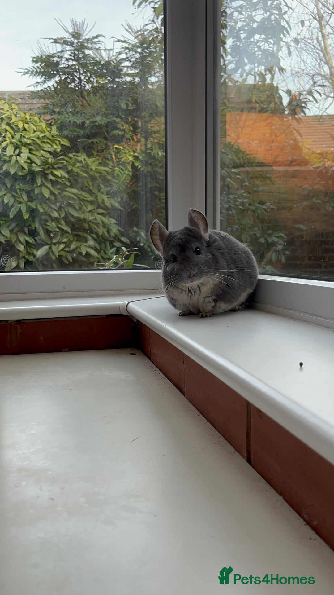 Chinchilla rodents for sale: 2 gorgeous chinchilla sisters for re homing ! - Image 2