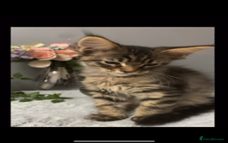 Maine Coon cats for sale: Maine coon kittens TICA registered  - Image 24