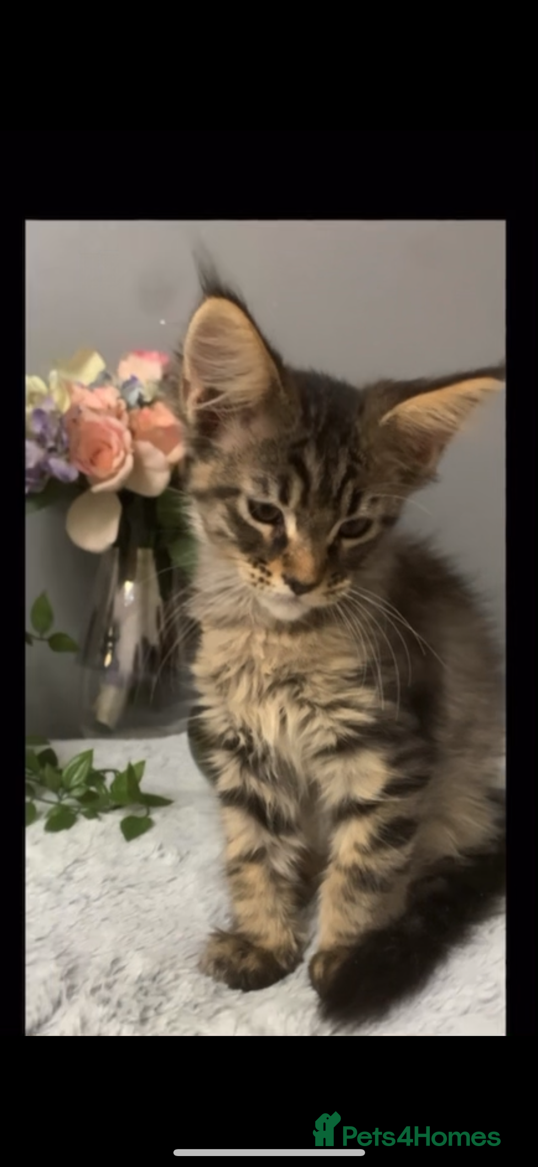 Maine Coon cats for sale: Maine coon kittens TICA registered  - Image 24