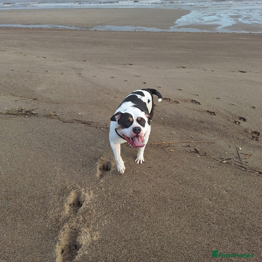 American Bulldog dogs for sale: Female (spayed) American bulldog  - Image 6