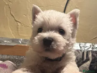 West Highland Terrier dogs Winsome Westies from a 5 Star Registered Breeder - Advert 13