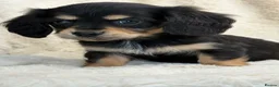 Mixed Breed dogs for sale: Gorgeous fluffy Daxi cross puppies  - Advert 10