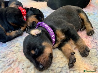 Dobermann dogs - Advert 3