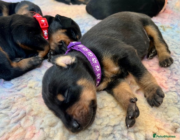 Dobermann dogs - Advert 4