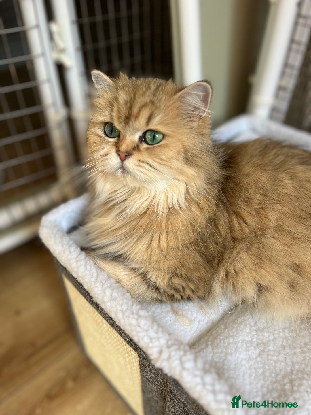 British Longhair cats for sale: Gorgeous Gccf female British Longhair - Advert 7