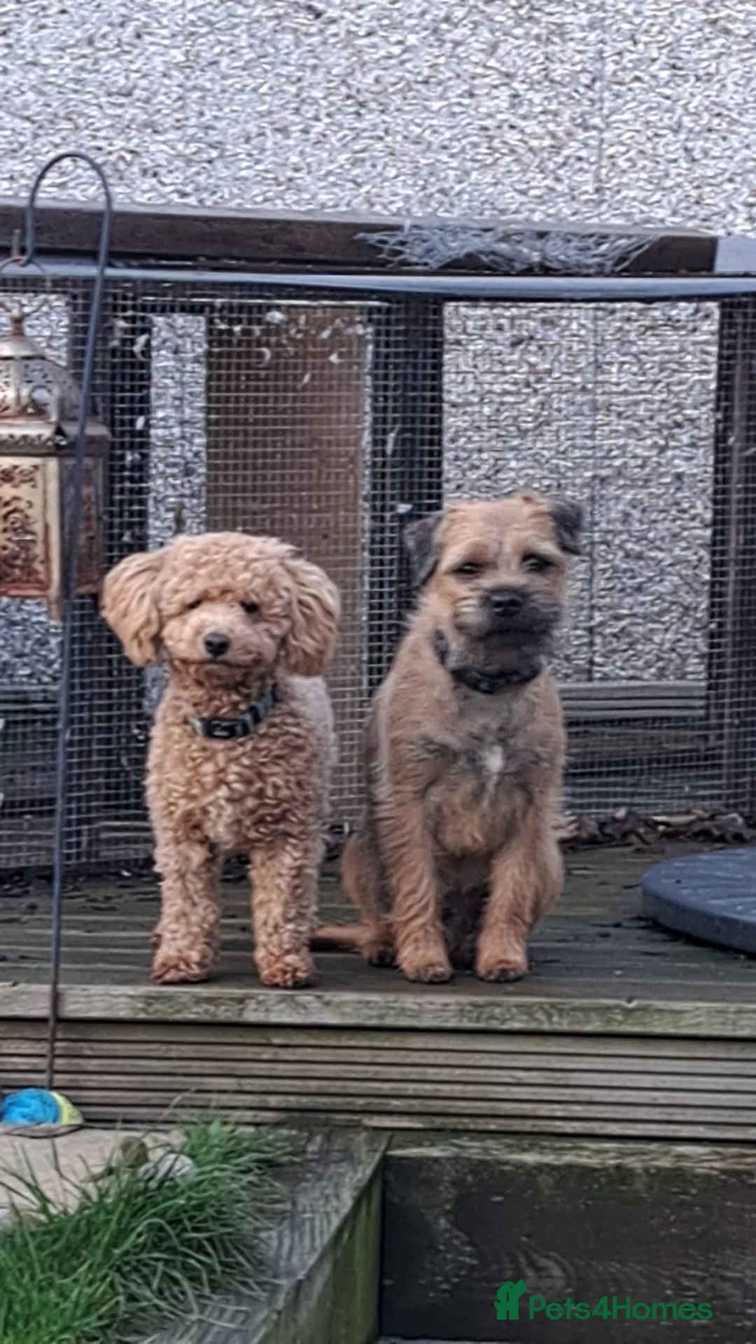 Mixed Breed dogs for sale: Border Terrier/Maltipoo mixed breed (Borderpoo) in Wakefield - Advert 1
