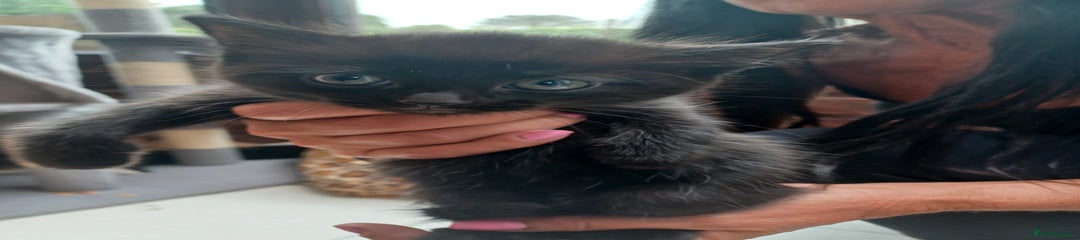 Mixed Breed Kitten 8