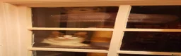 Mixed Breed cats for adoption: King Tut is looking for cuddles - Advert 7