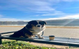 Miniature American Shepherd dogs for sale: miniature American shepherd - Image 1