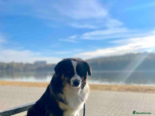 Miniature American Shepherd dogs - Advert 12