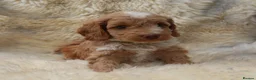 Cockapoo dogs for sale: FI CHAMPAGNE AND WHITE  MALE FROM 5* BREEDER - Advert 11
