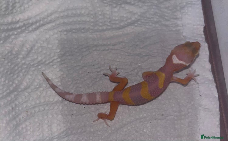 Leopard Gecko reptiles - Advert 5