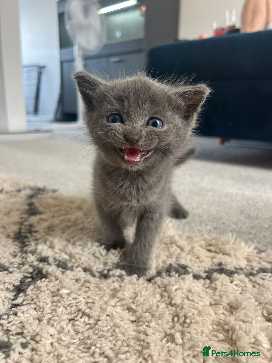 Scottish Fold cats for sale: Scottish fold X British Blue kittens for sale.  - Image 4
