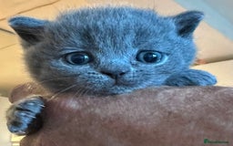 British Shorthair cats for sale: British Shorthair Blue male Kittens - Image 6