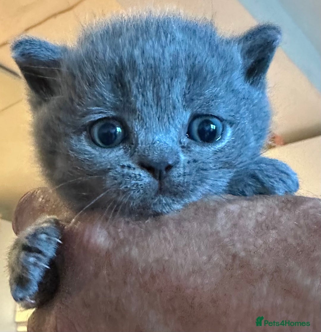 British Shorthair cats for sale: British Shorthair Blue male Kittens - Image 6