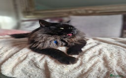 Maine Coon cats for stud: 2 XL Proven Studs 1 of them is a Tica Champion   in Royston - Image 2