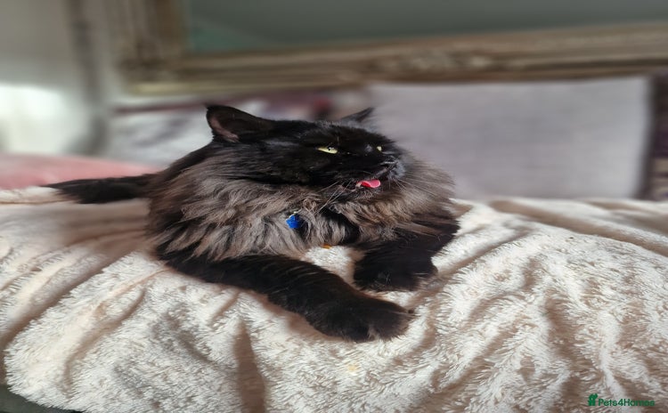 Maine Coon cats in Royston - Advert 2