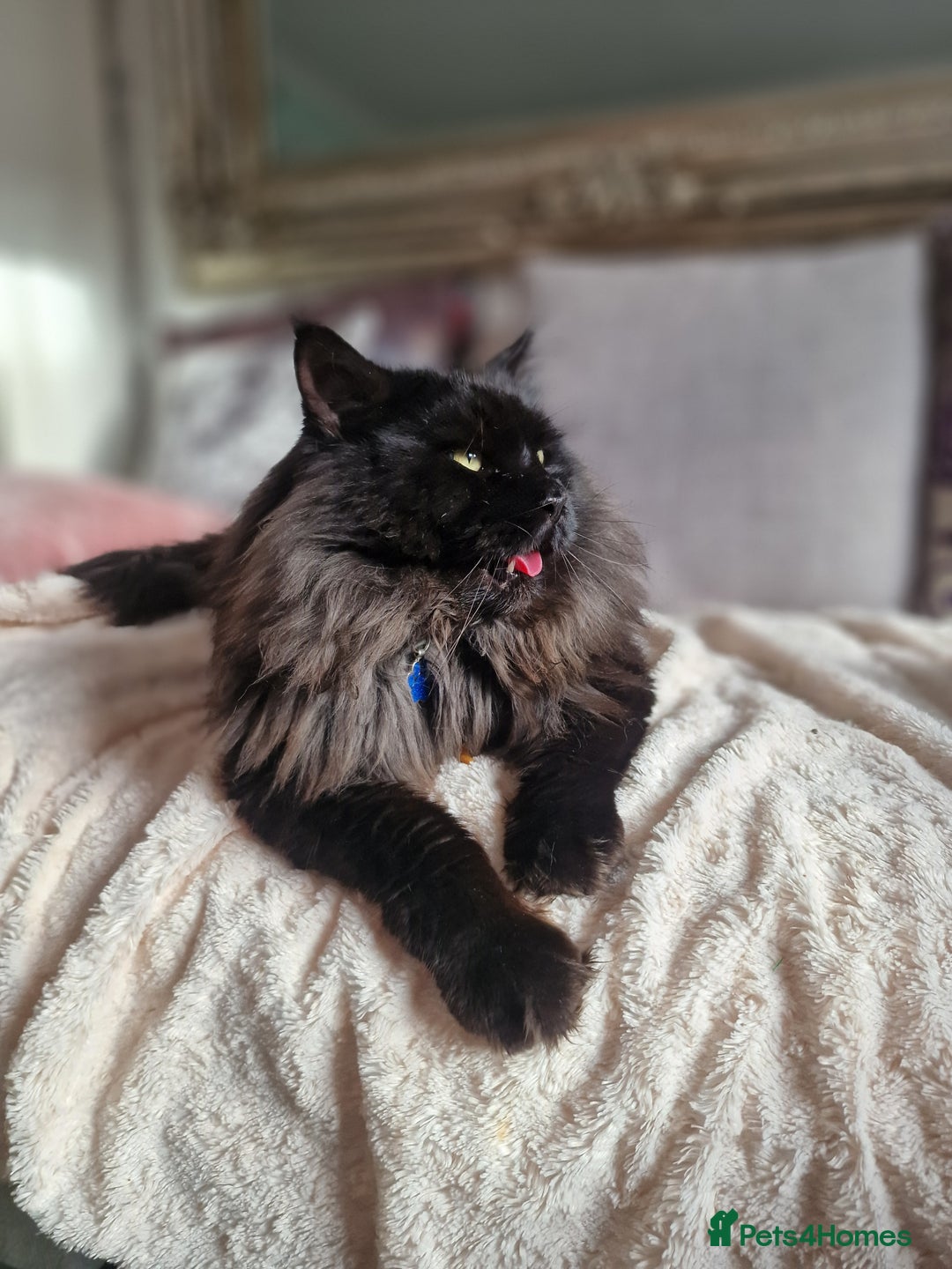 Maine Coon cats for stud: 2 XL Proven Studs 1 of them is a Tica Champion   in Royston - Image 2