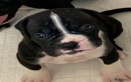Boxer dogs for sale: Kc Boxer puppy’s bobtail and long licensed breeder - Image 8
