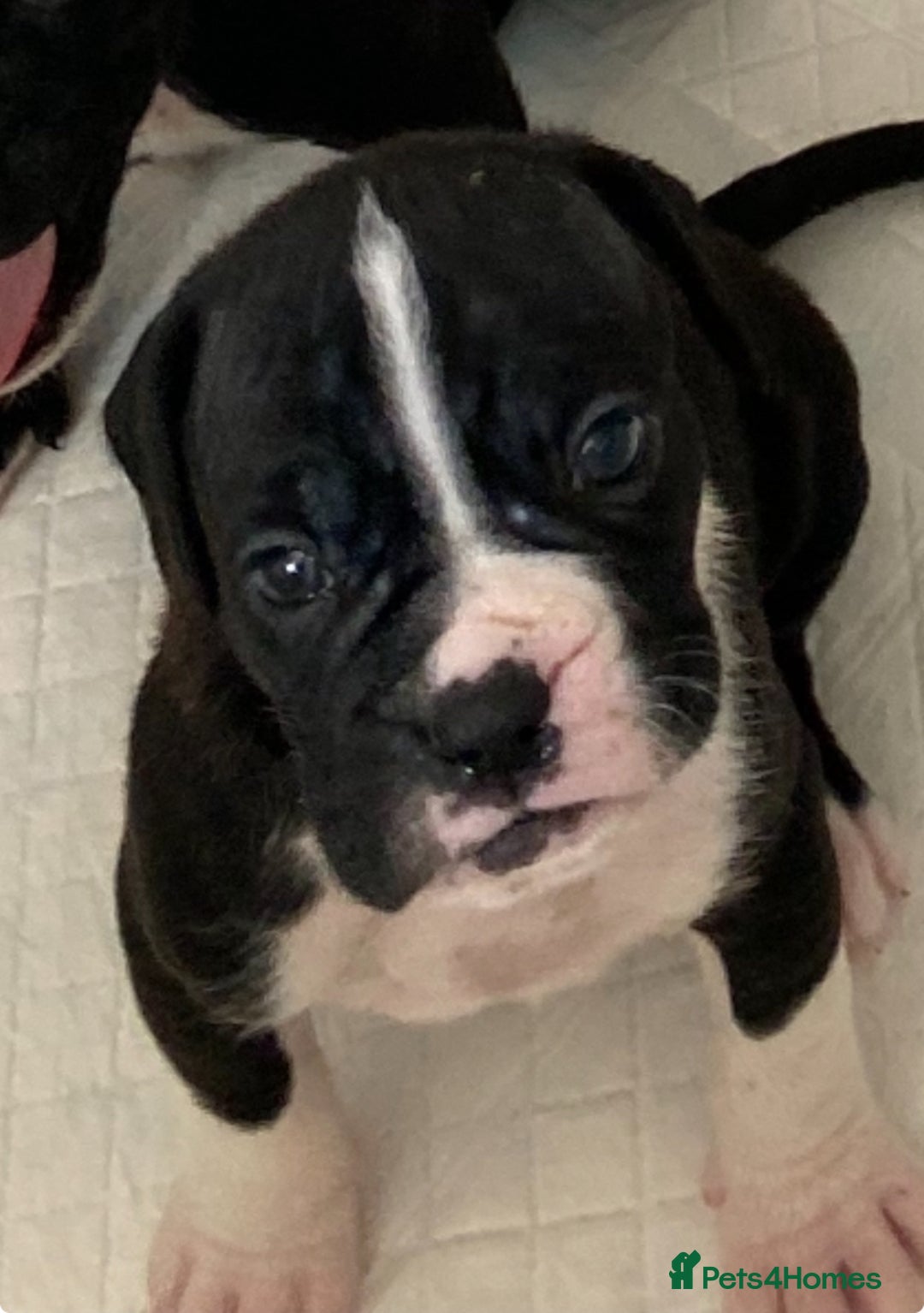 Boxer dogs for sale: Kc Boxer puppy’s bobtail and long licensed breeder - Image 8