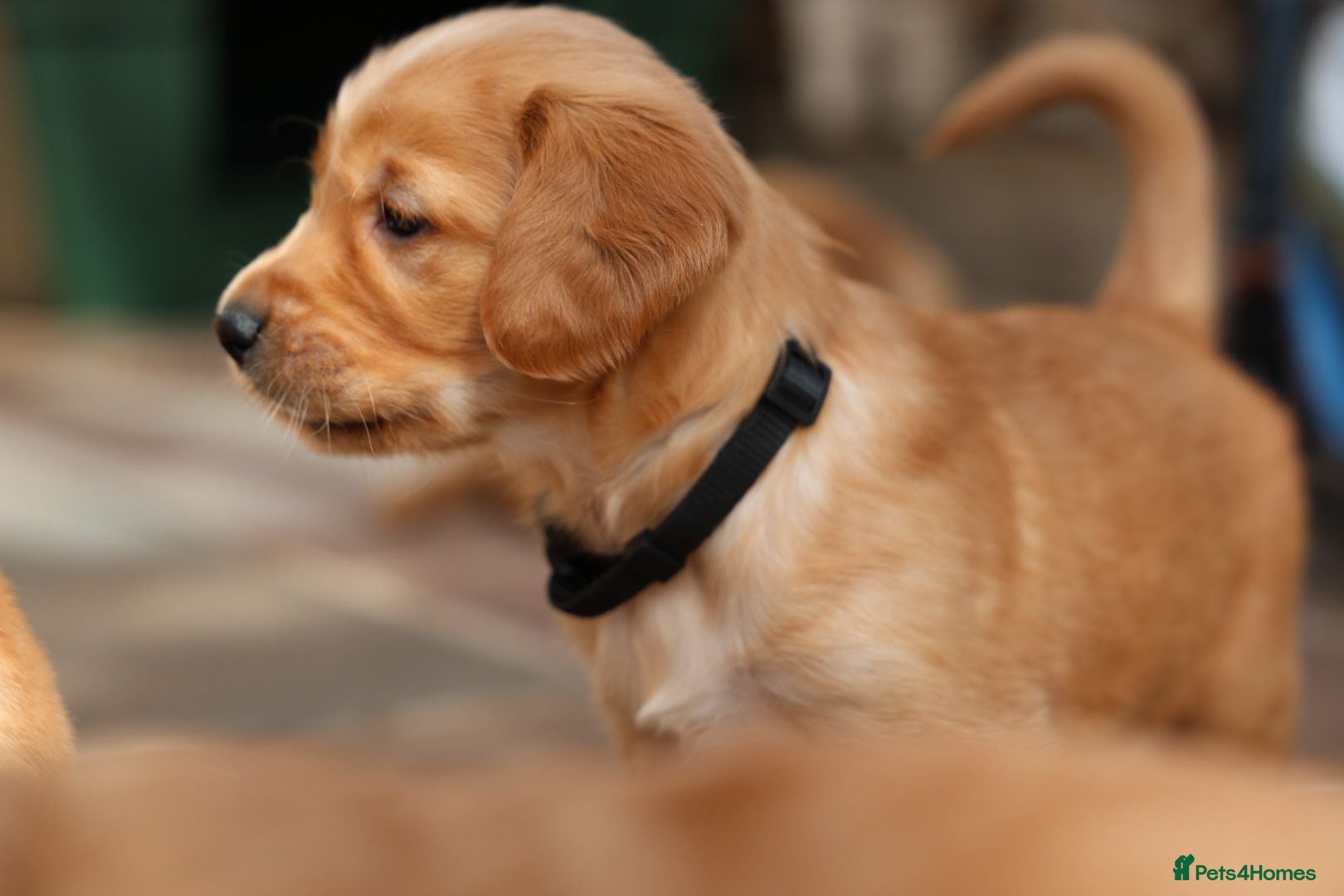 Golden Retriever dogs Dark Red KC Registered Working Golden Retrievers - Advert 8