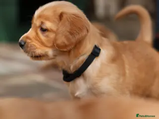 Golden Retriever dogs Dark Red KC Registered Working Golden Retrievers - Advert 8