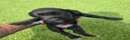 Cocker Spaniel dogs for sale: Stunning littler of working cocker spaniel puppies in Nottingham - Advert 5