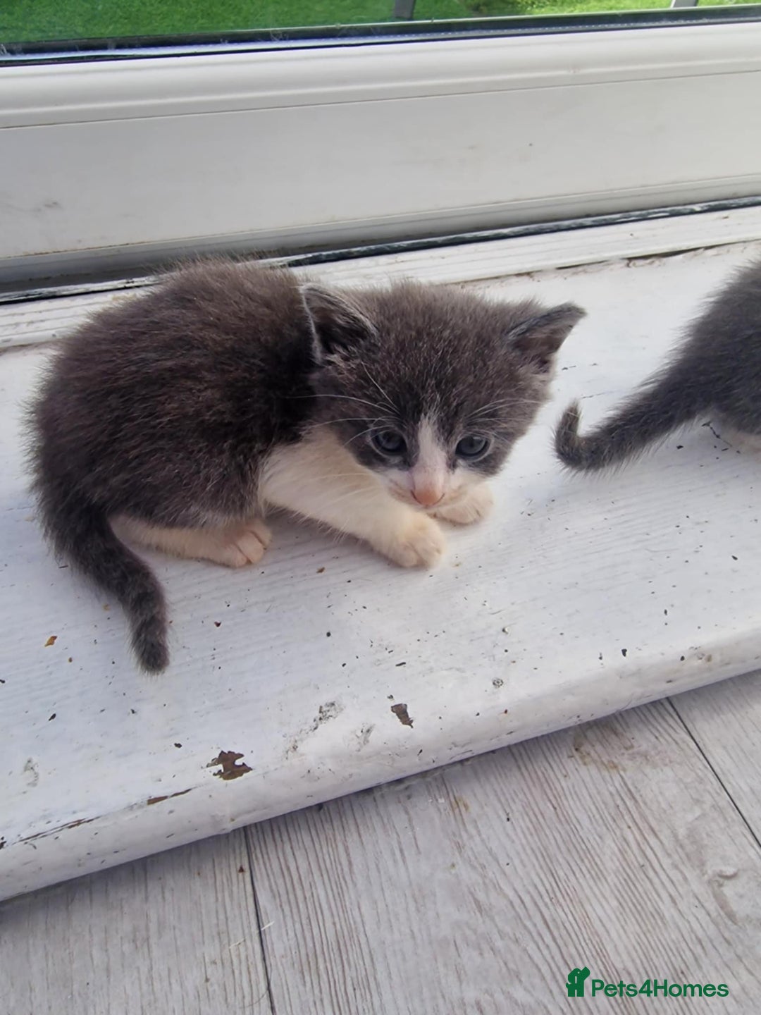 British Shorthair cats for sale: For sale - Image 9