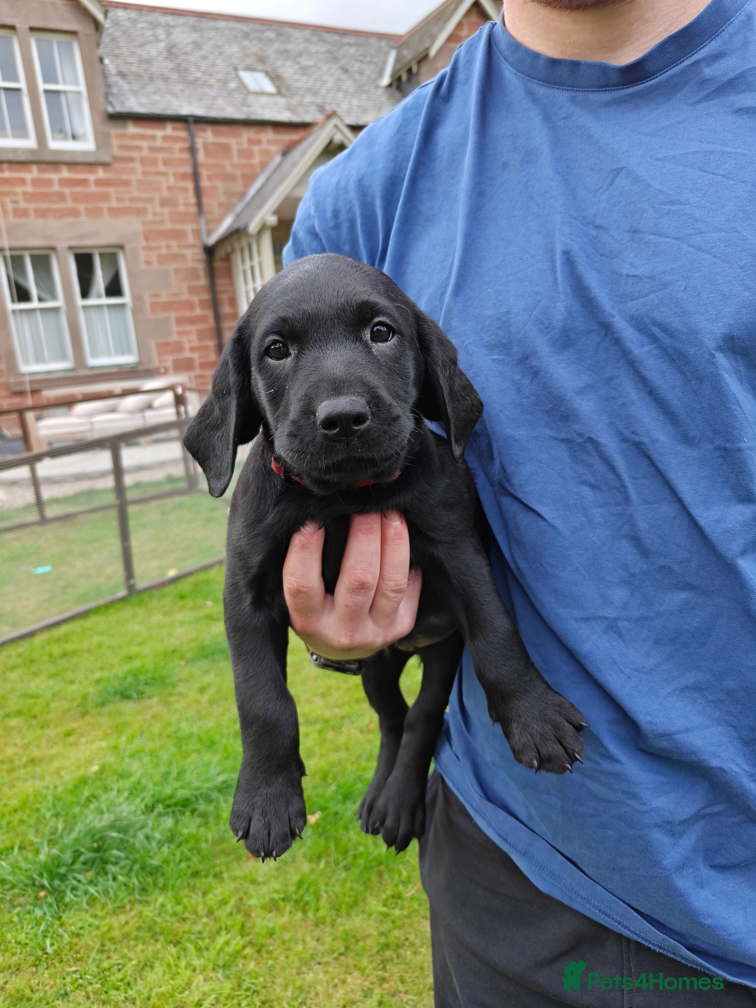 Labrador Retriever dogs Labrador Puppy - Ready Now  - Advert 3