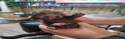 Sprocker dogs for sale: Sprocker Puppies for sale girls and boys - Advert 7