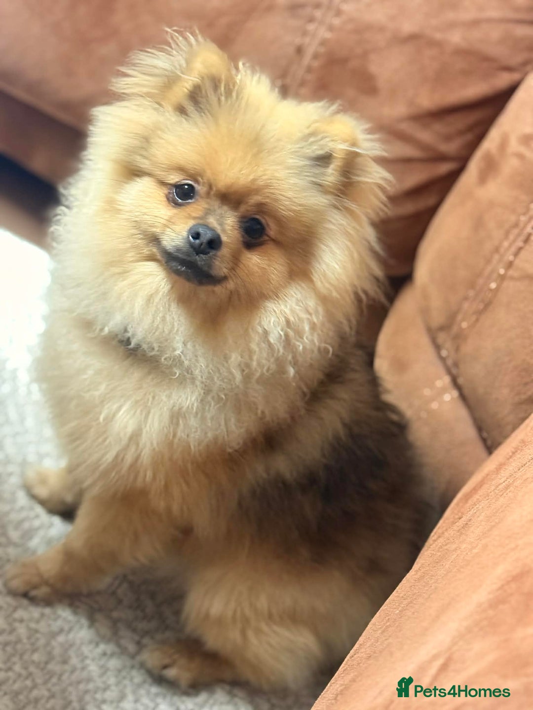 Pomeranian dogs for sale: Cute Pomeranian Puppy Looking for Loving Family - Advert 8