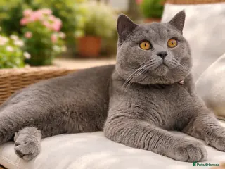 British Shorthair cats British Shorthair male – stud available - Advert 14
