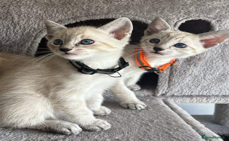 Siamese cats - Advert 5