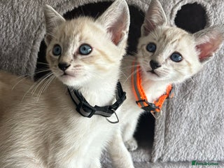 Siamese cats Siamese Lynx Point Kittens – Last 2 brothers - Advert 7