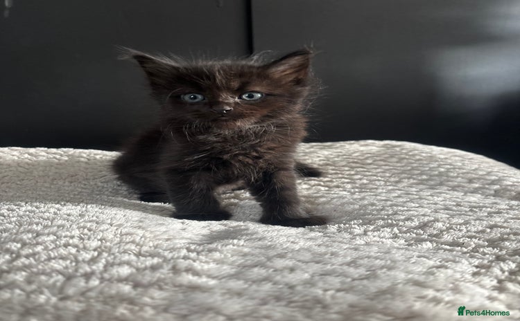 Mixed Breed cats - Advert 2