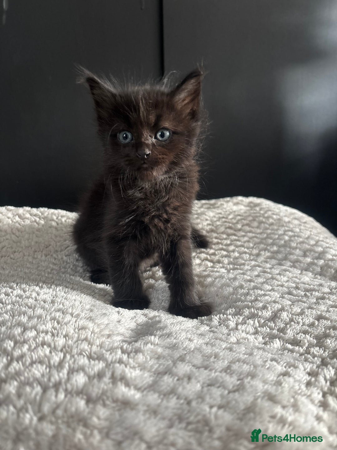 Mixed Breed cats for sale: Kittens for sale  - Image 1