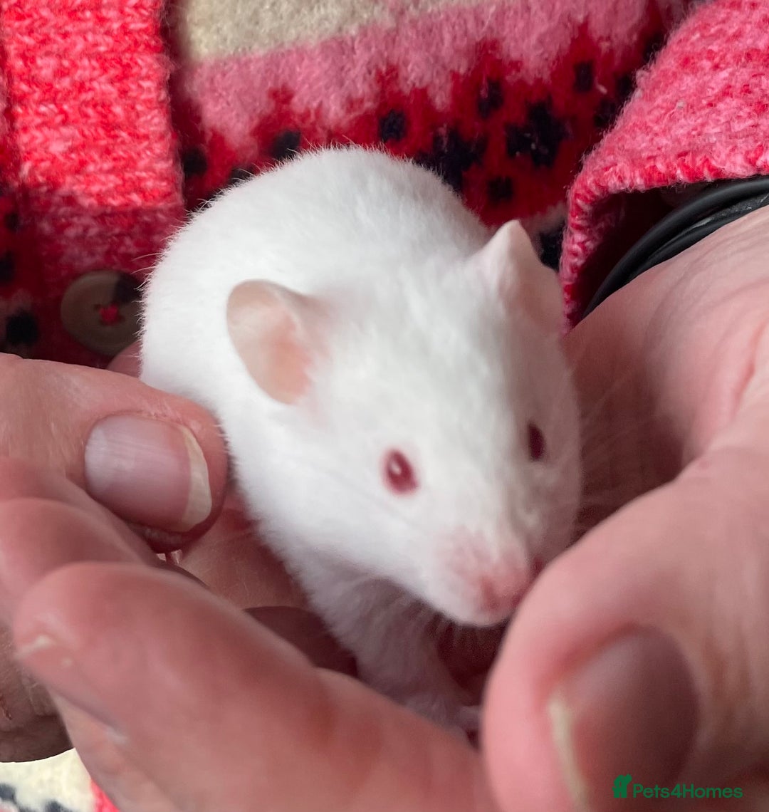 Hamster rodents for sale: Baby female Syrian hamsters from show stock  - Advert 8