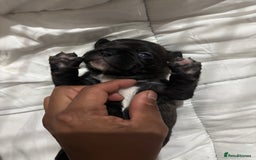 French Bulldog dogs for sale: Black Brindle Frenchie  - Advert 7