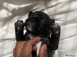 French Bulldog dogs - Advert 12