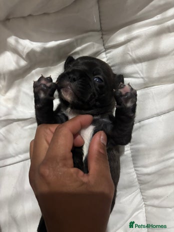 French Bulldog dogs - Advert 2