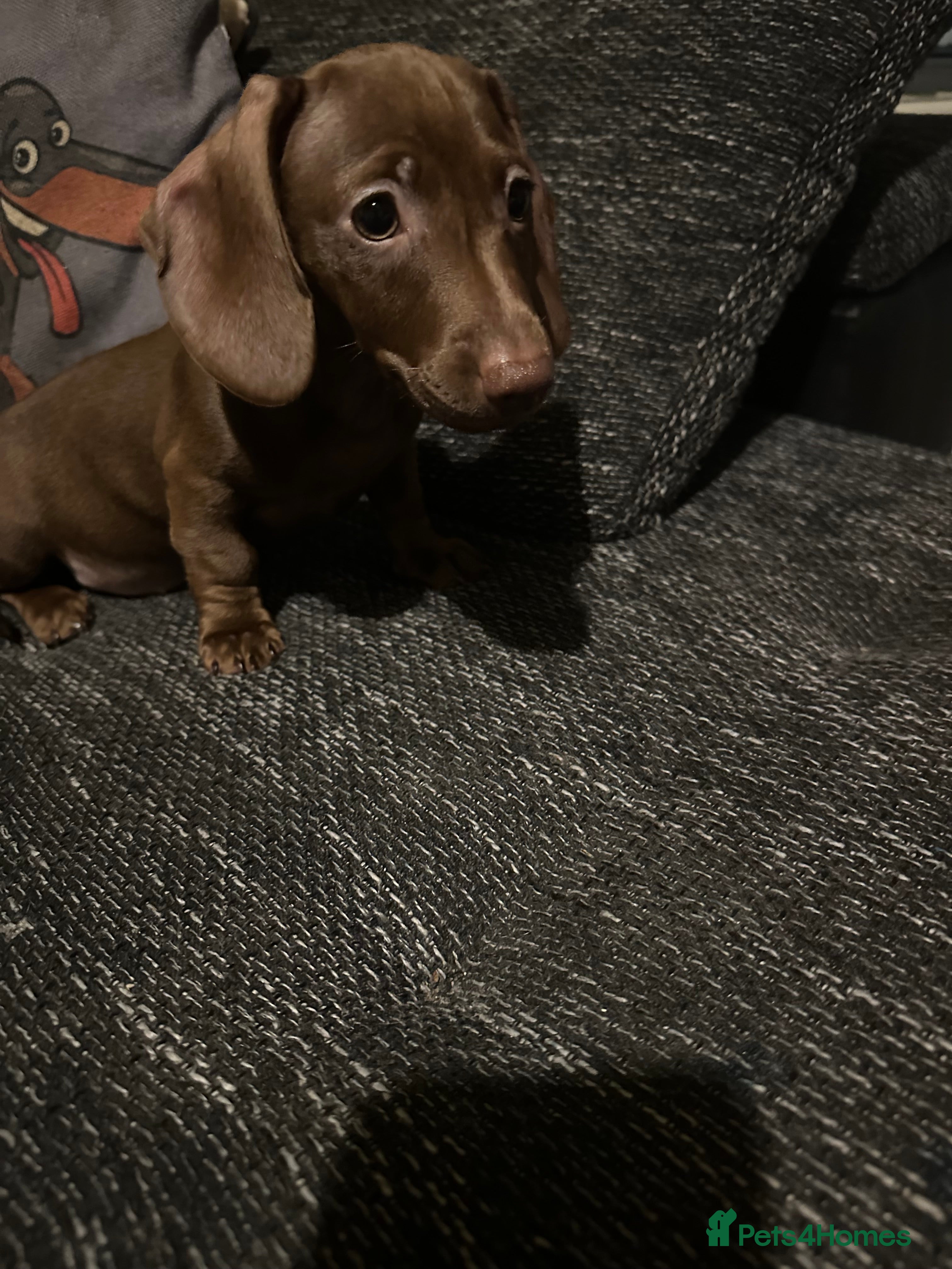 Miniature Dachshund dogs Miniature dachshunds girls  - Advert 17