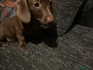 Miniature Dachshund dogs Miniature dachshunds girls - Advert 17