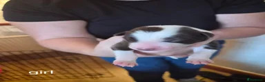 Border Collie 8
