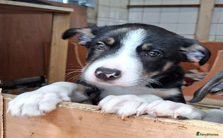 Border Collie dogs - Advert 1