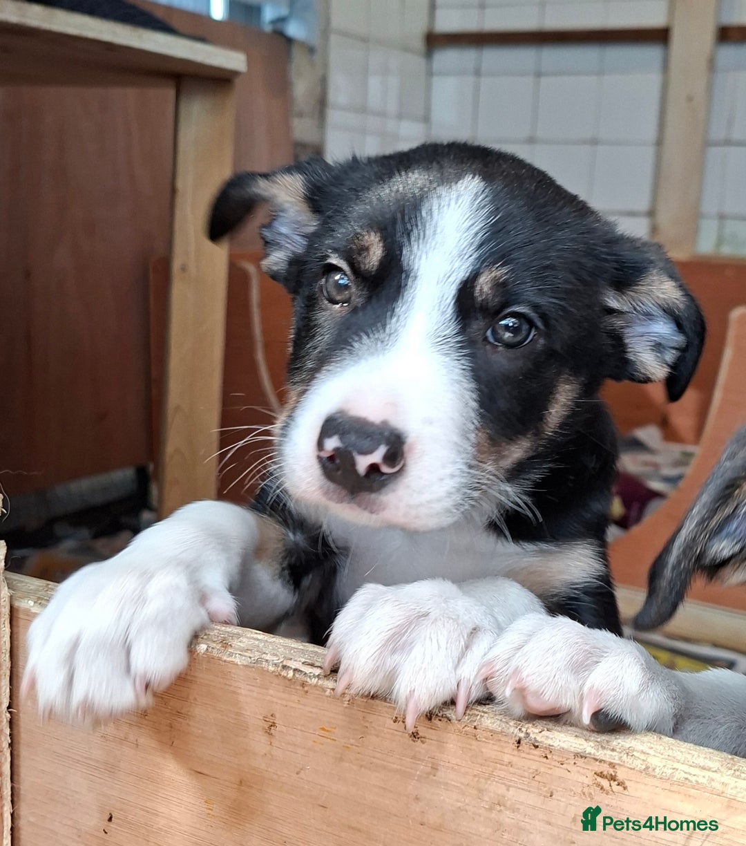 Border Collie dogs for sale: Border collie Puppy forsale - Image 1