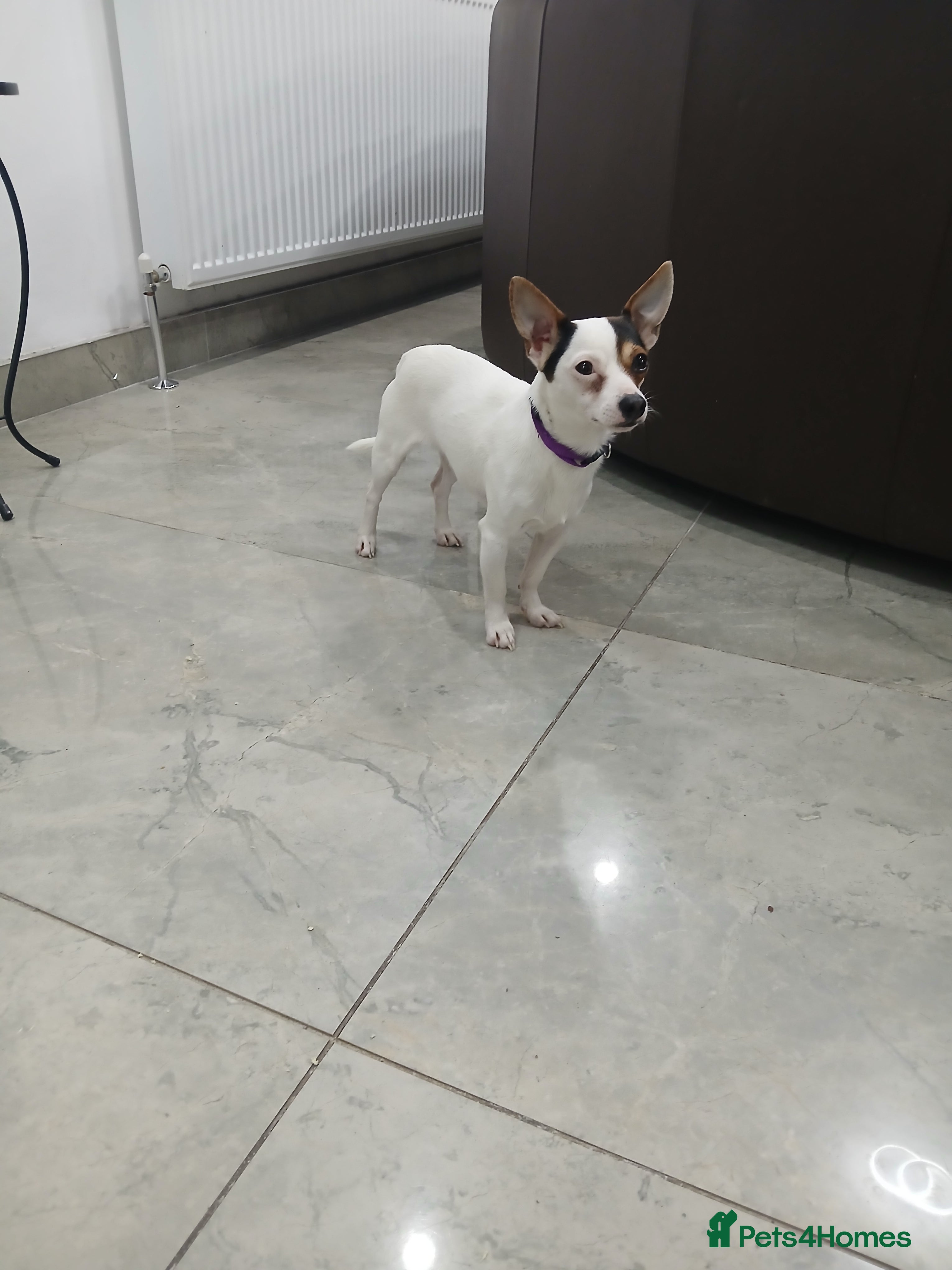 Chihuahua dogs Chihuahua short coat male Tiny needs new home - Advert 6